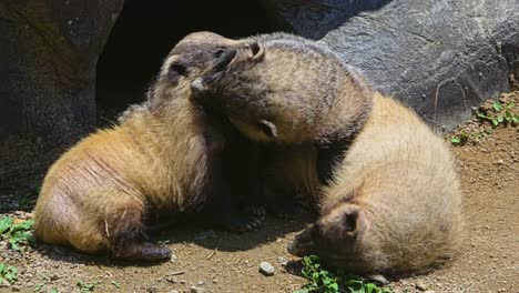 a family of three wild eurasian badgers (meles meles) cuddle and interact affectionately as a group outside their rocky den in the warm sunlight of their natural habitat.