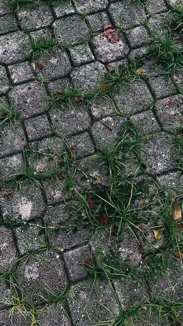 Path with Grass and Leaves