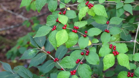 Trucking shot moves left to right across honeysuckle bush laden with red berries