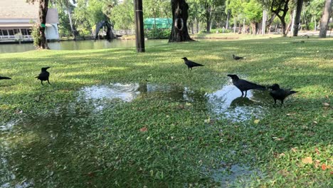 múltiples aves interactuando cerca del agua en un parque