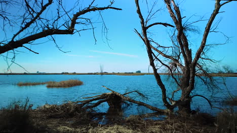 dark fairytale, low aerial shot moving through dead trees, over tall grass, out toward lake