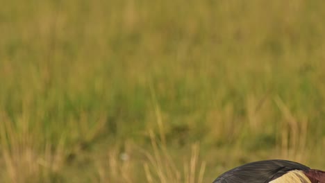 Grey-Crowned-Cranes-feeding-and-grazing-in-the-tall-grass-of-the-savanna-savannah-in-beautiful-light-showing-colourful-feathers,-African-Wildlife-in-Maasai-Mara-National-Reserve,-Kenya