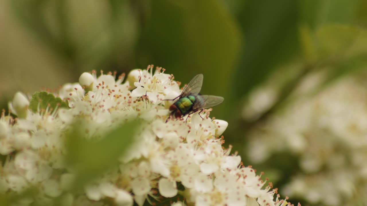 Moscone verde comune che si nutre di nettare su un fiore di Viburno