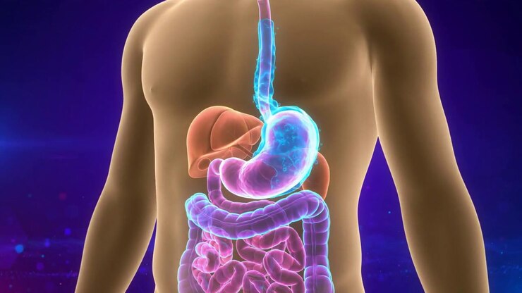 3D medical animation showing torso with glowing stomach and intestines on purple background in a detailed anatomical visualization