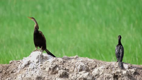 Darter-Oriental-Anhinga-Melanogaster-Y-Pequeño-Cormorán-Microcarbo,-Fooage-4k