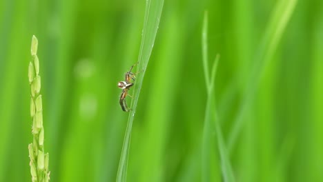 araña en la hierba de arroz verde