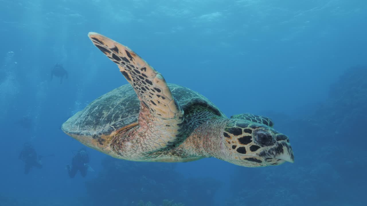 A close-up of a friendly Turtle glides over to look at a scuba diver before swimming away