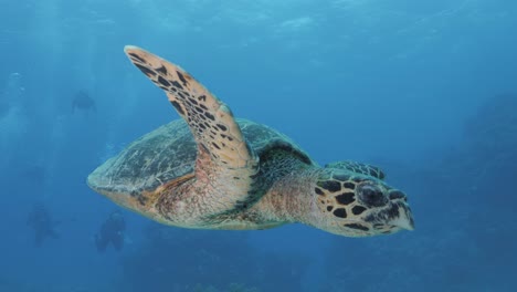 un primer plano de una simpática tortuga se desliza para mirar a un buzo antes de alejarse nadando