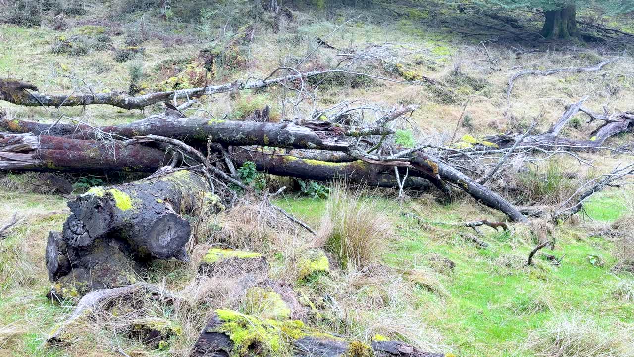 Camera slowly pans across mossy logs, lichen, and grass in a misty New Zealand forest