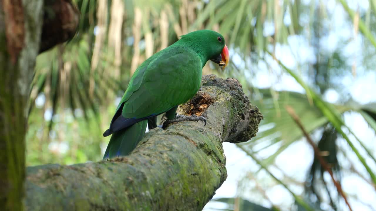 loro verde en una rama