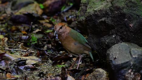 the rusty-naped pitta is a confiding bird found in high elevation mountain forests habitats, there are so many locations in thailand to find this bird