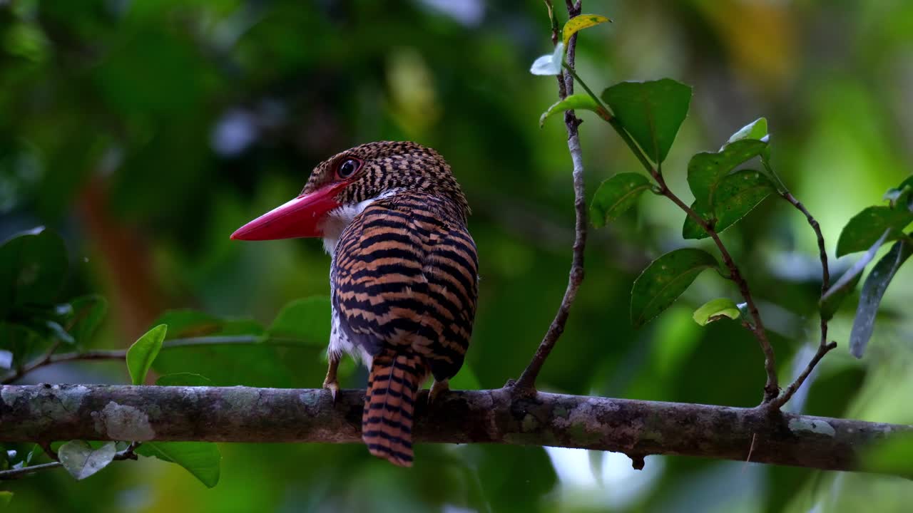 mirando al lado izquierdo del cuadro mientras la cresta de su cabeza se mueve arriba y abajo, una hembra de pescador de bandas lacedo pulchella, está en un árbol en un bosque en tailandia.