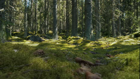 Tree-leaf-shadows-moving-in-dreamy-magical-forest