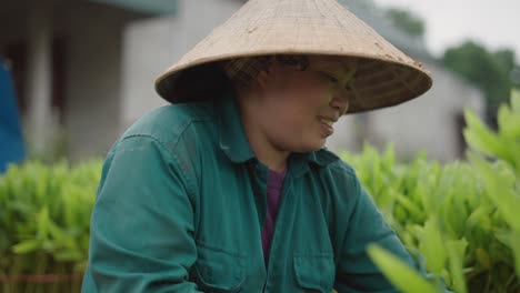 vietnamese farmer working in a ginger plantation
