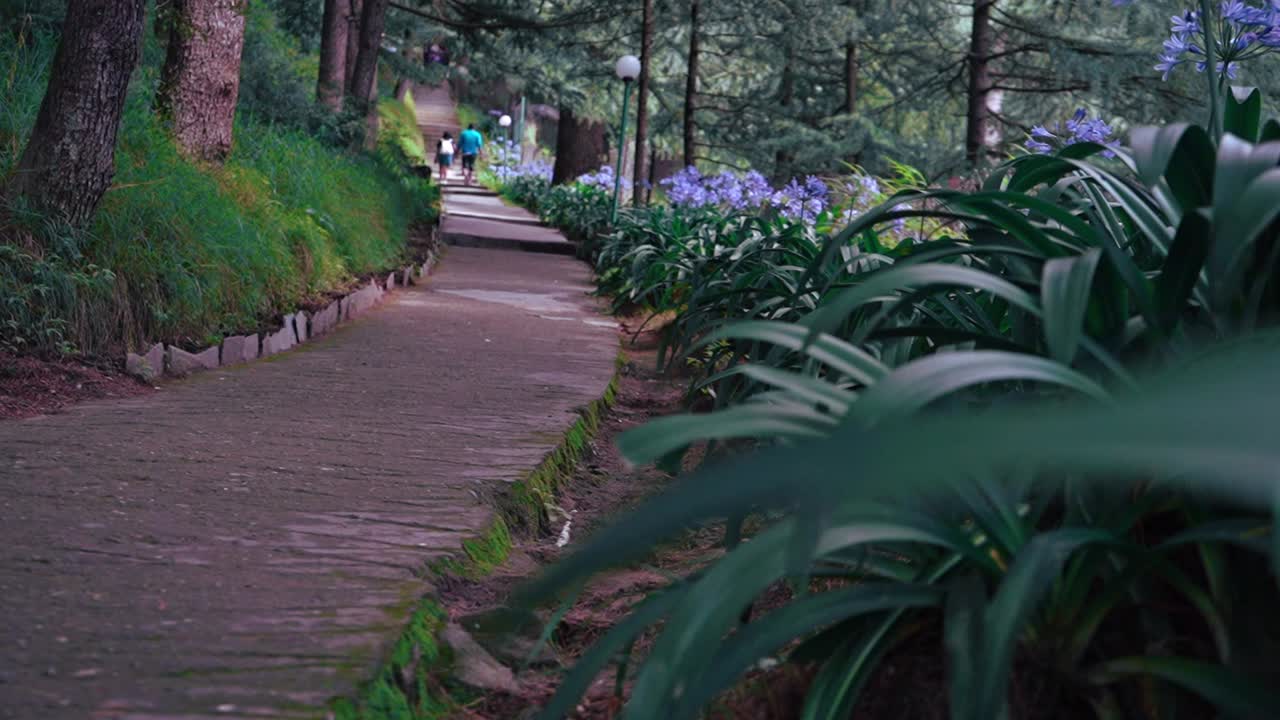 vista de plantas exuberantes con flores de color púrpura a lo largo del camino en el parque en naggar, himachal pradesh, india - toma panorámica
