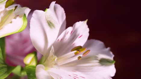 panning across white lilies 01