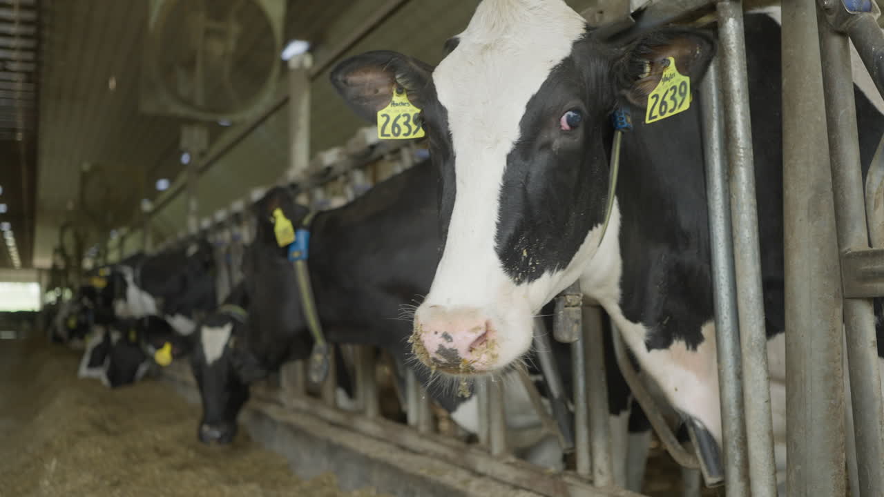 Static shot of cow looking at the camera