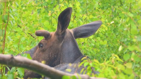alce vaca descansando en el bosque lluvioso de sudbury