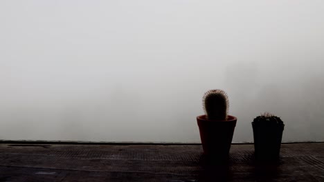 Time-lapse-of-thick-fog-moving-with-trees-background