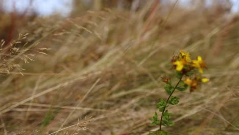 yellow flowers swaying in the breeze