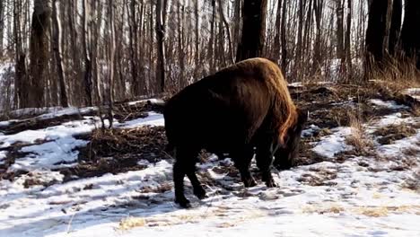 primer plano soleado invierno amanecer búfalo comiendo depósitos de azufre de la carretera en elk island park en alberta canadá hábitat del parque nacional junto a los arbustos del bosque donde el bisonte revestido marrón deambula libre 2-2