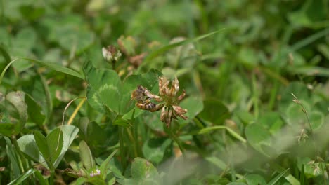 Bumble-bee-pollinates-plants.-Green-field-setting