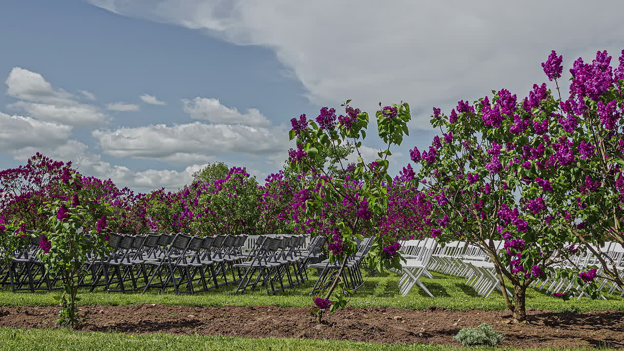 las flores moradas se mueven junto a las sillas para una reunión al aire libre