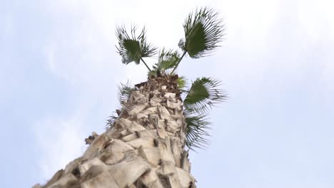 palm tree with short leaves bottom view sunny cloudy day slow motion