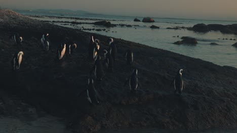 Penguins-swimming-and-waddling-in-Cape-Town