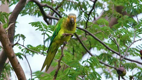 4k-telephoto-of-beautiful-Brown-Throated-Parakeet-perched-on-a-tree,-eyeballing-camera,-feeding-and-flying-away