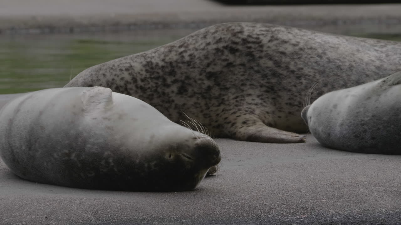 focas del puerto descansando en una orilla rocosa en gotemburgo, suecia, durante un día nublado