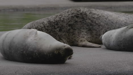 Harbor-seals-resting-on-a-rocky-shore-in-Goteborg,-Sweden,-during-a-cloudy-day