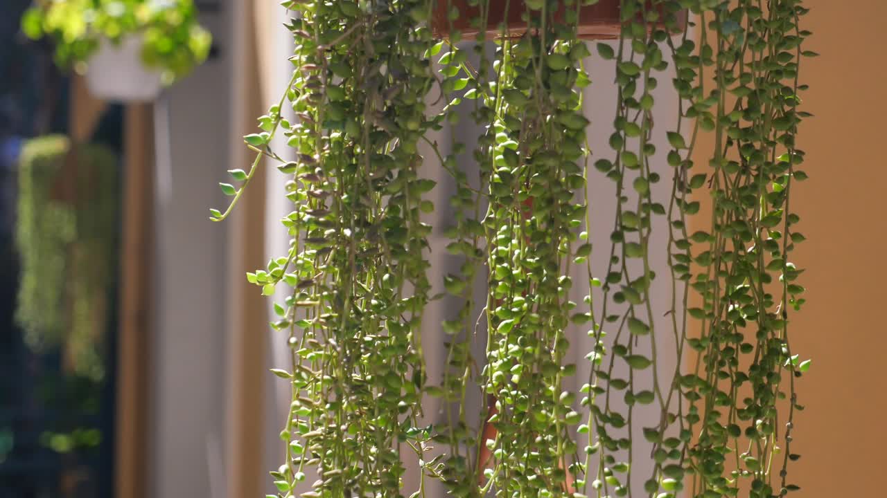 String of Pearls Plant