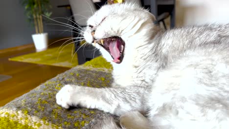 white-Persian-cat-lounges-on-the-sofa,-stretching-and-yawning-in-a-display-of-feline-relaxation