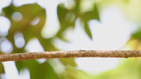 broadbill de pecho plateado, serilophus lunatus, parque nacional kaeng krachan, tailandia