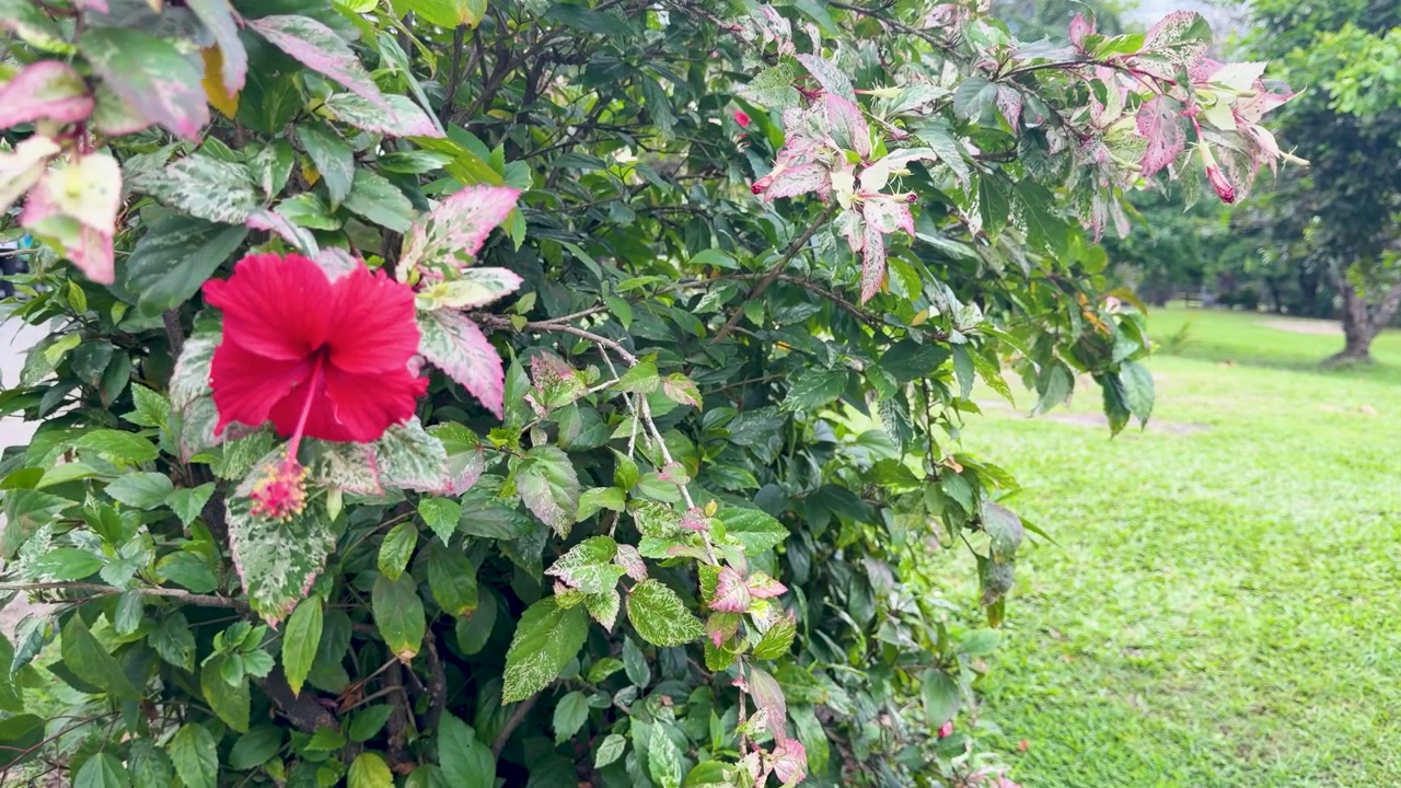 Un vivace fiore di ibisco rosso ondeggia dolcemente su un arbusto variegato alla luce naturale del giorno.