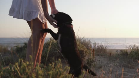 slow motion handheld shot of a young woman in white dress playing with her dog on the beach in the background the sea with calm waves