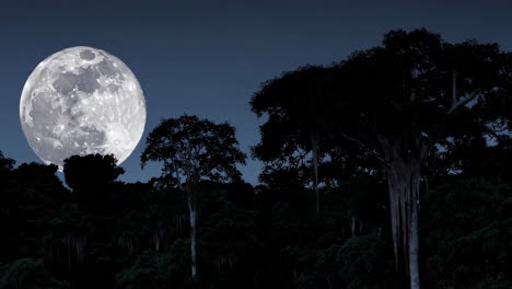 full moon over the jungle at night