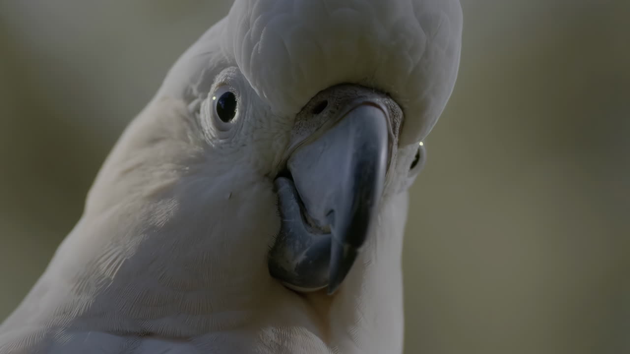 Close-up of a Sulphur-crested Cockatoo