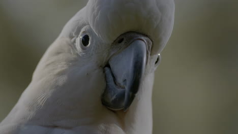close-up of a sulphur-crested cockatoo