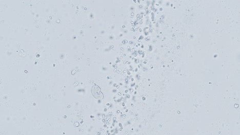 paramecium and other single-cell organisms under microscope bright field view