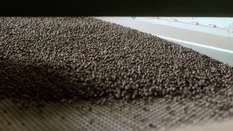 black pepper seeds travelling along factory conveyor belt