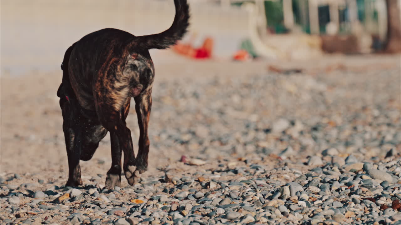 Close up of a dog walking on the beach pebbles