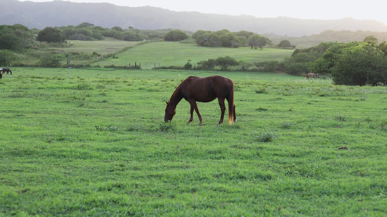toma fija de un gran caballo marrón pastando y alimentándose de la exuberante hierba verde en un rancho en hawaii