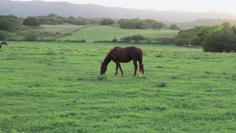 still shot of a large brown horse grazing and feeding on the lush green grass on a ranch in hawaii