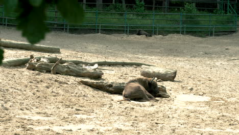 aggressive weak european bison resting oliwa gdansk zoo