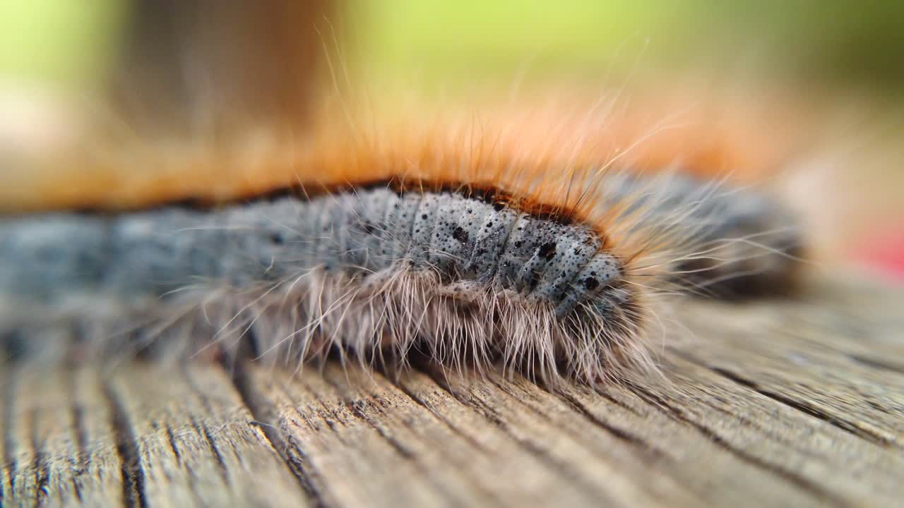 나무 레일 위를 걷는 서부 텐트 애벌레의 극단적인 매크로 클로즈업 및 극단적인 느린 동작