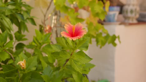 Flor-Que-Florece-En-Un-Hermoso-Jardín