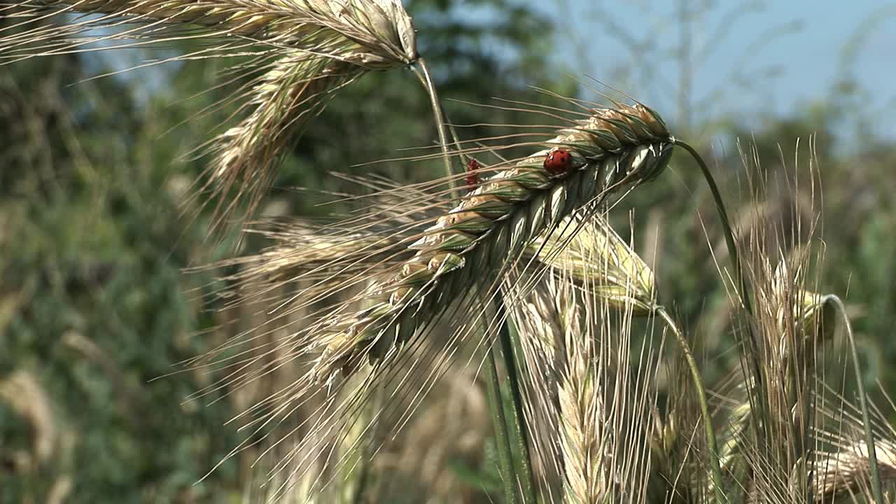 여름 에 우크라이나 의 한 마을 에서  ⁇  을  ⁇ 고 있는 여우벌레 의 근접 촬영