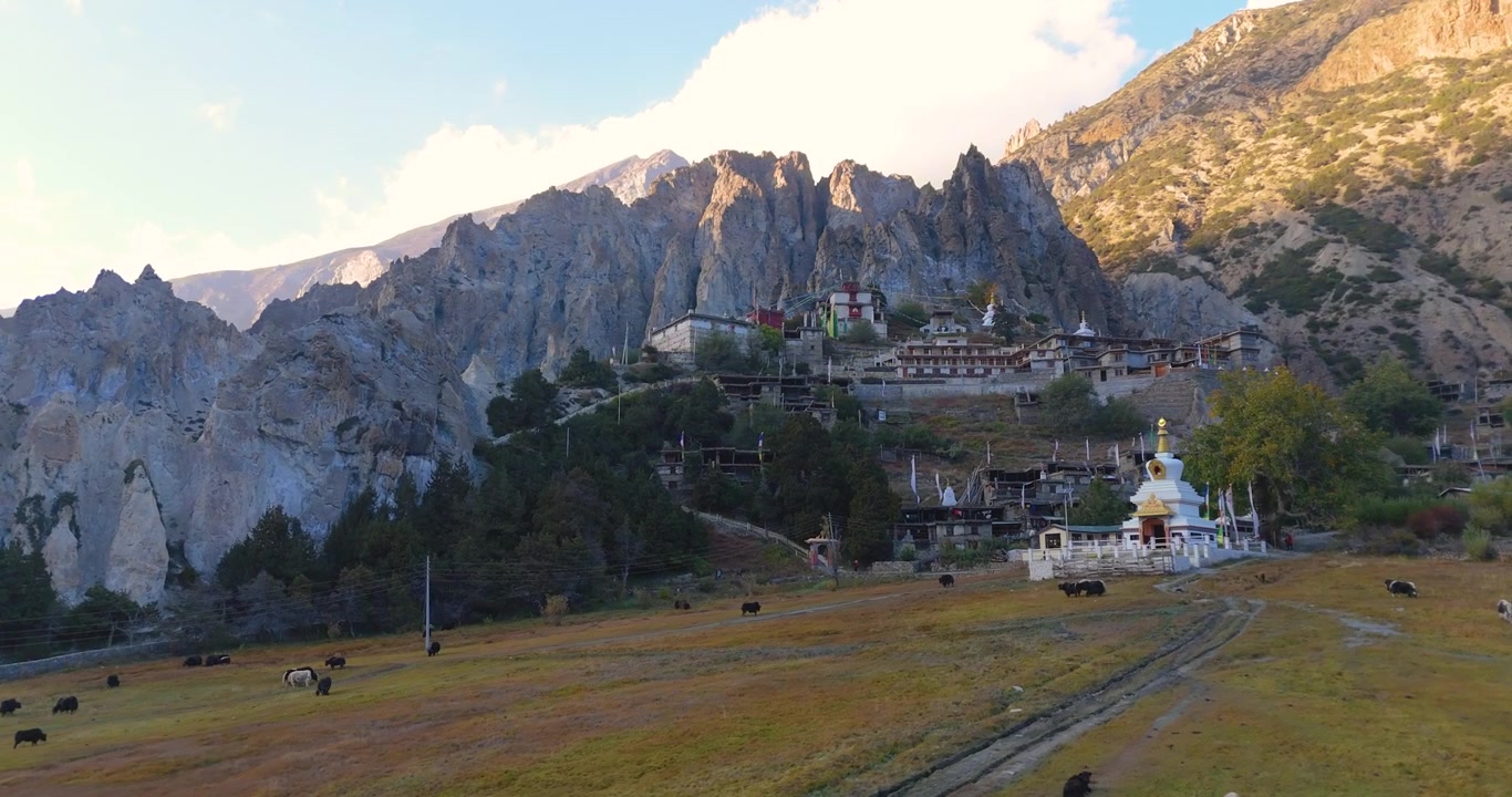 Circuito dell'Annapurna, Manang, Nepal, ripresa aerea con drone dell'antico Monastero di Bhraka annidato su una scogliera scoscesa sopra yak che pascolano in un campo ad alta quota